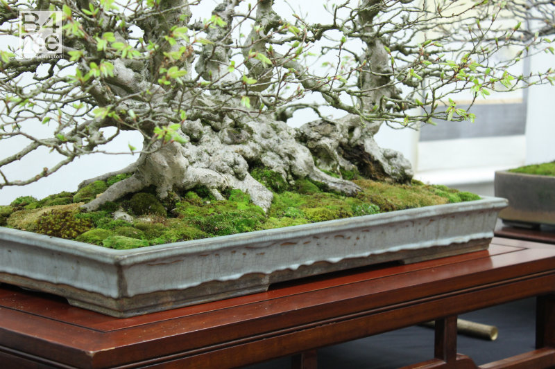 Korean Hornbeam raft bonsai